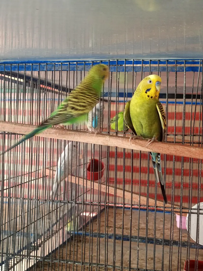 budgies breeder pairs available for sale and cage also — photo 7