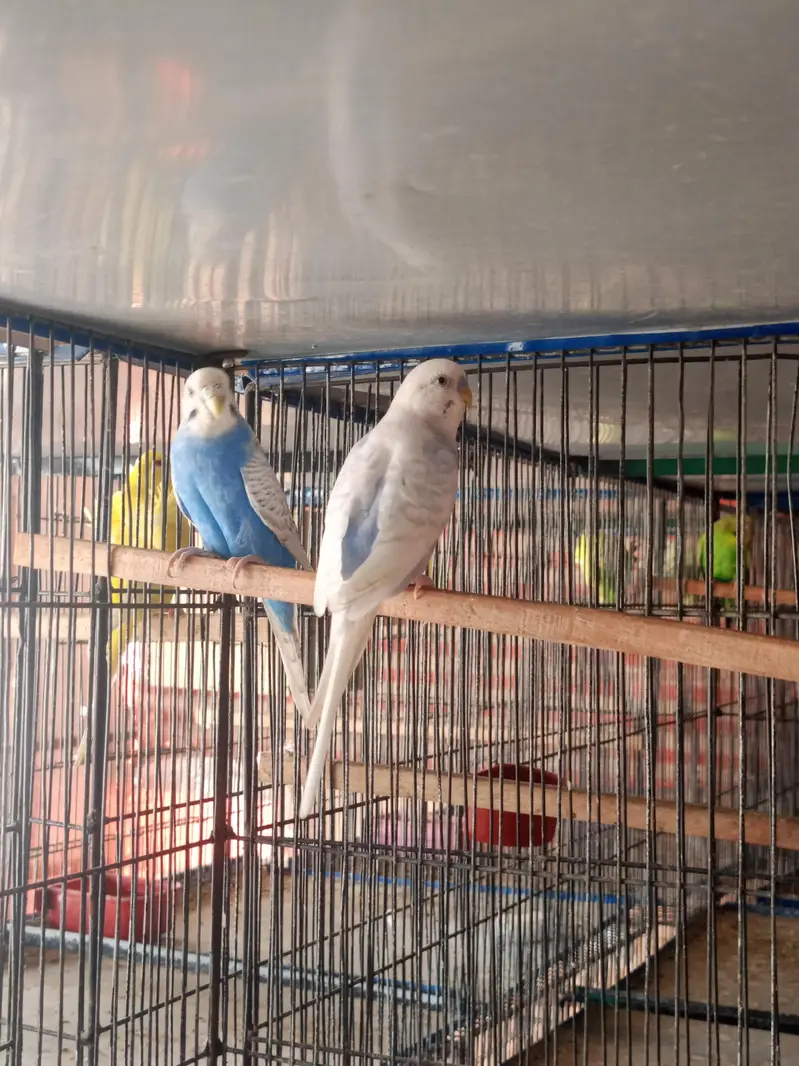 budgies breeder pairs available for sale and cage also — photo 8
