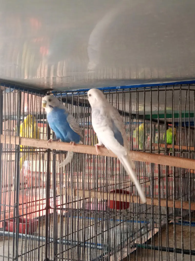 budgies breeder pairs available for sale and cage also — photo 9