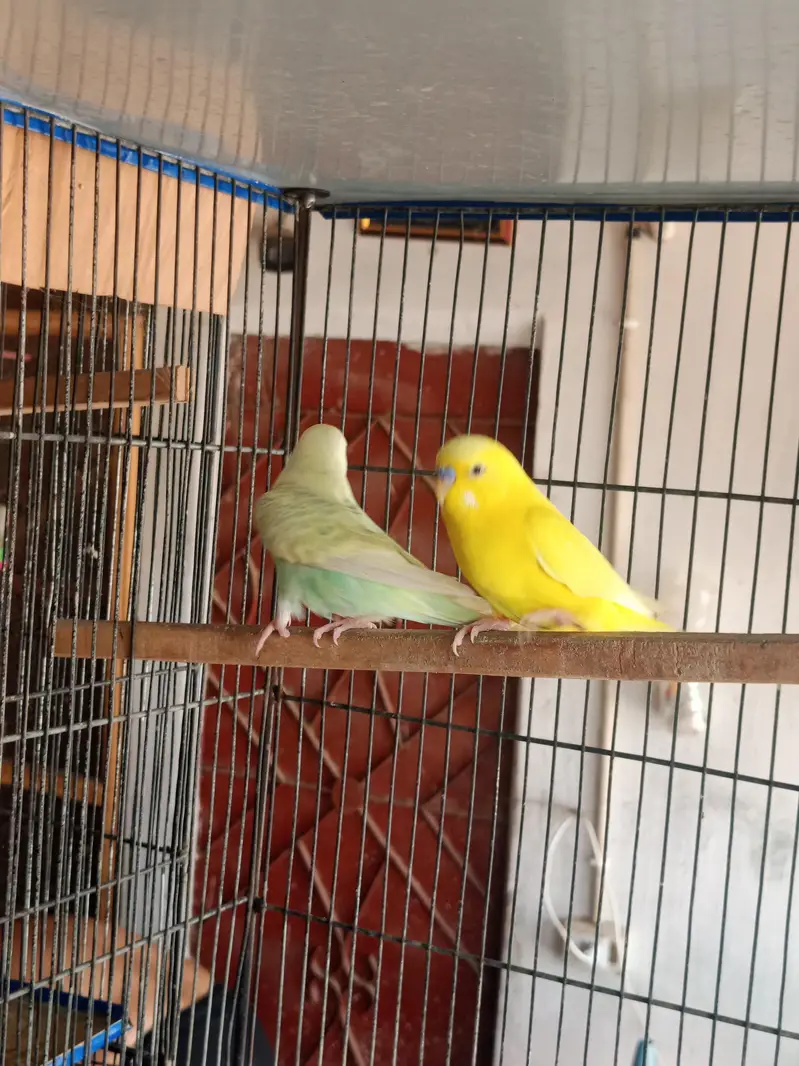 budgies breeder pairs available for sale and cage also — photo 10
