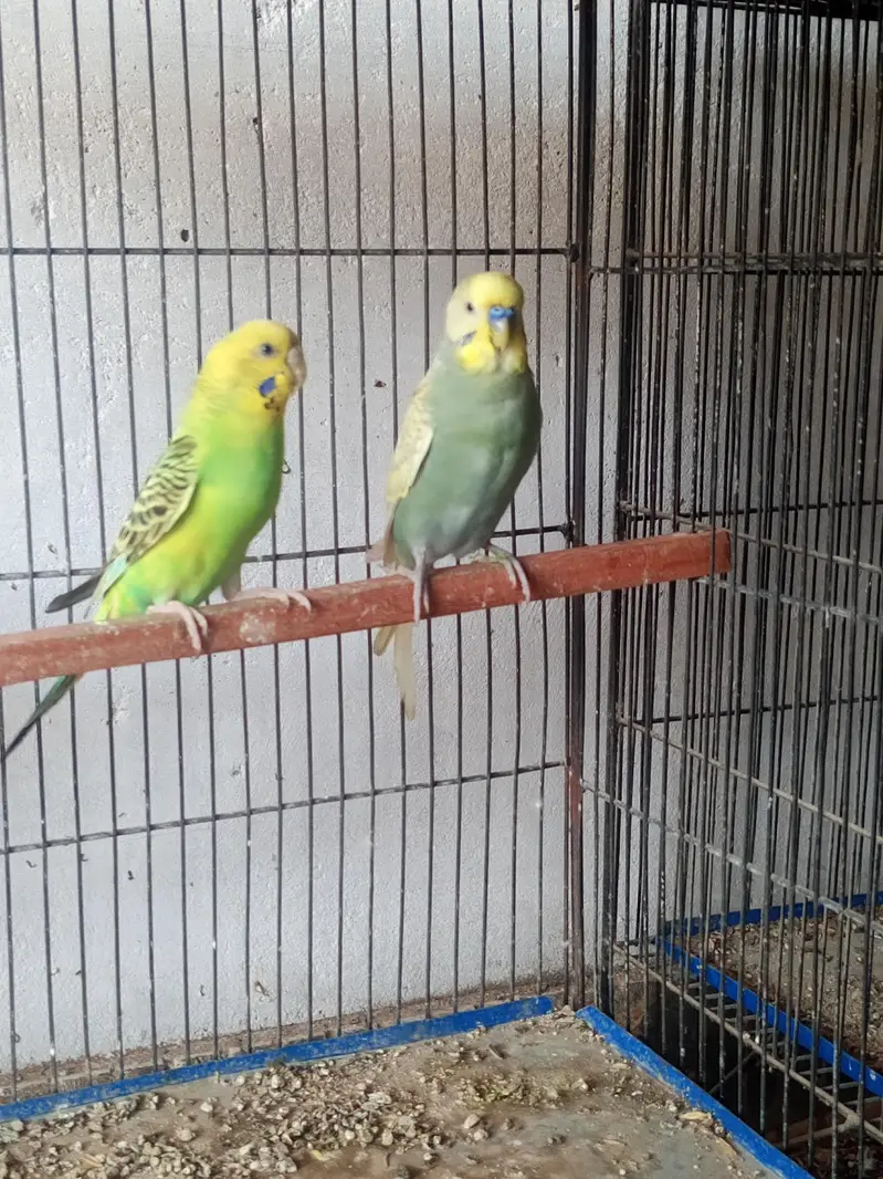 budgies breeder pairs available for sale and cage also — photo 11