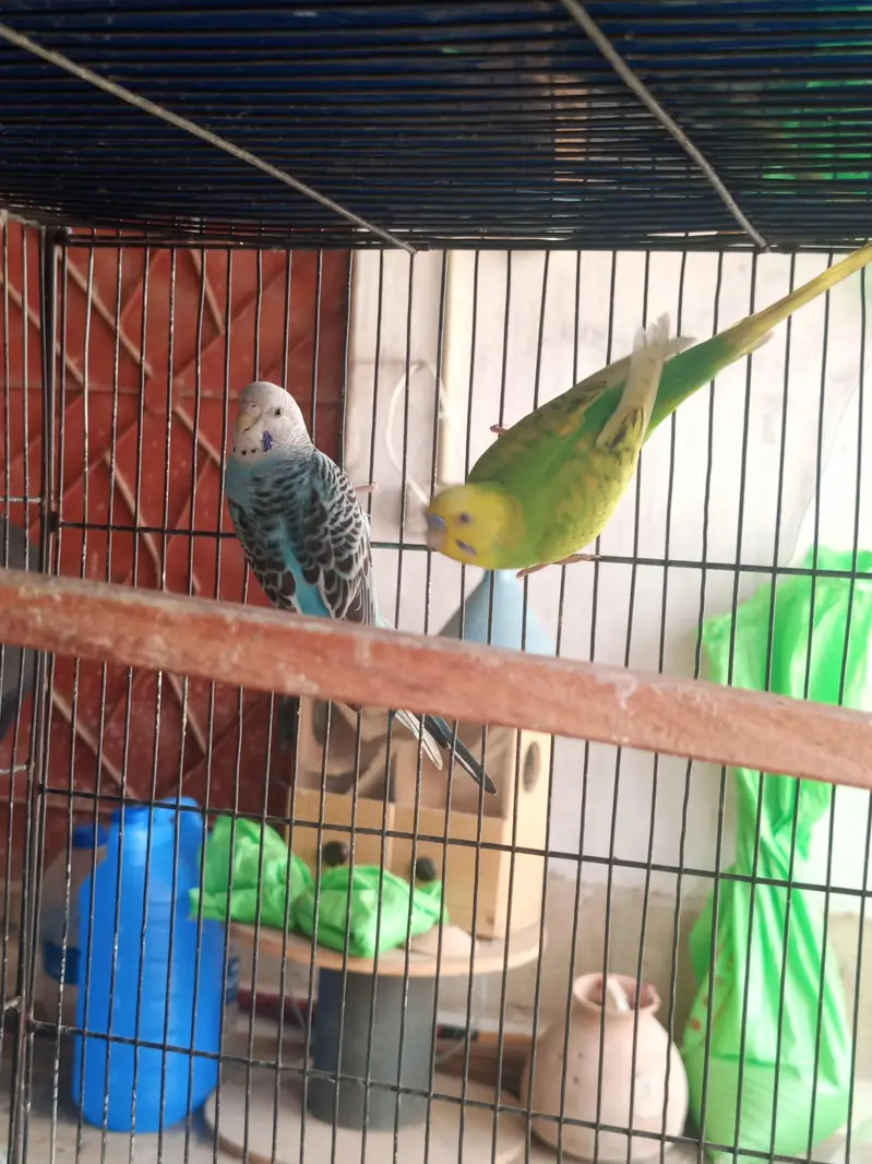 budgies breeder pairs available for sale and cage also — photo 12