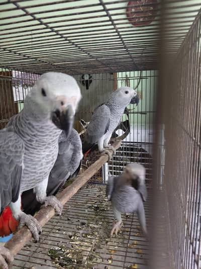 African gray|high quality| mported bread|pairs|singal|available in all