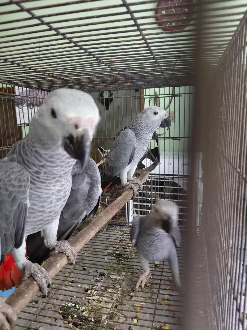 African gray | high quality | imported breed| singal | available | in