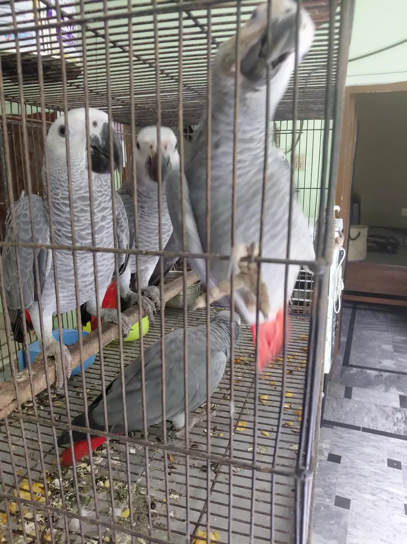 African gray | high quality | imported breed| singal | available | in — photo 2