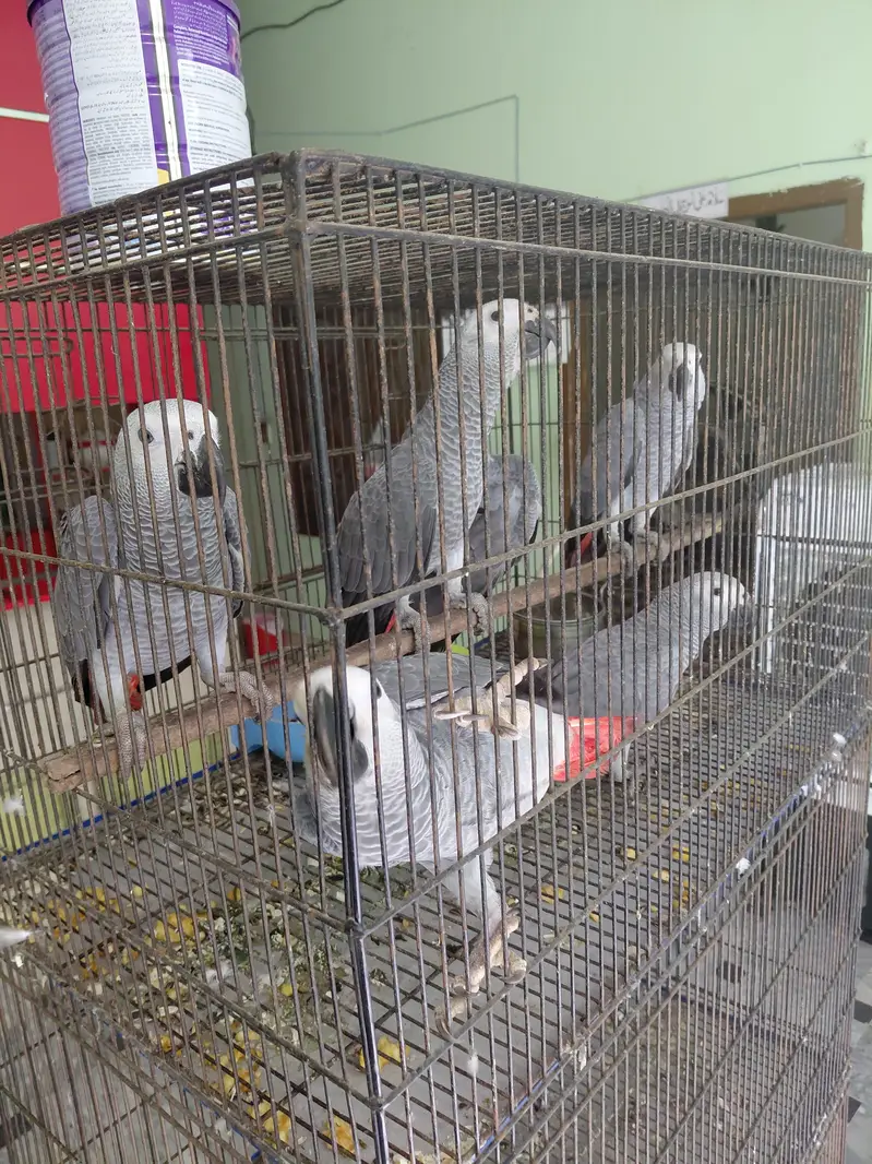 African gray | high quality | imported breed| singal | available | in — photo 3