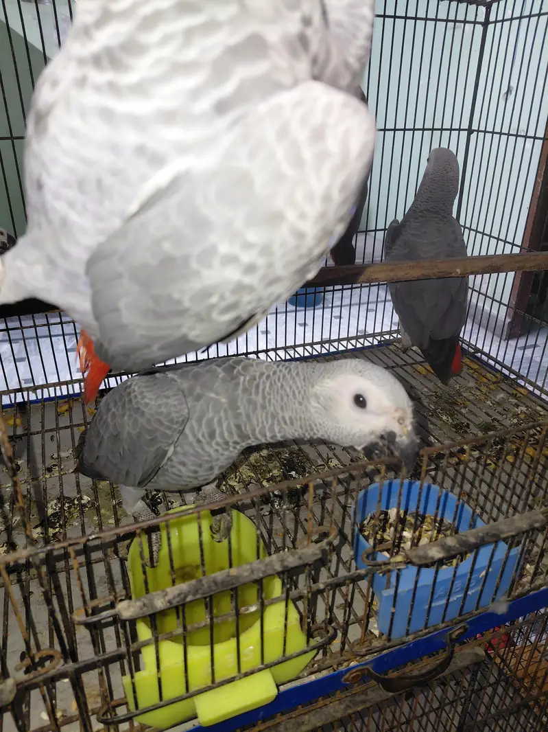 African gray | high quality | imported breed| singal | available | in — photo 4