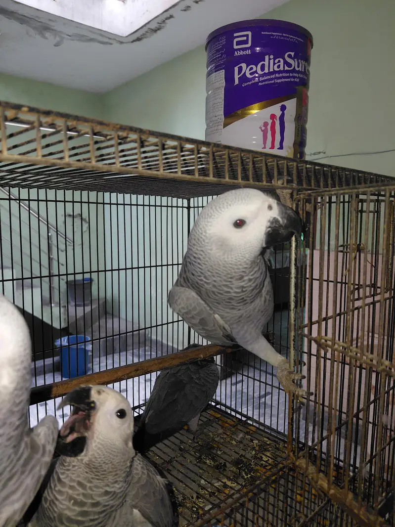 African gray | high quality | imported breed| singal | available | in — photo 5