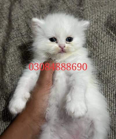 Persion triple court Blue eyes punch face kitten(male/female)