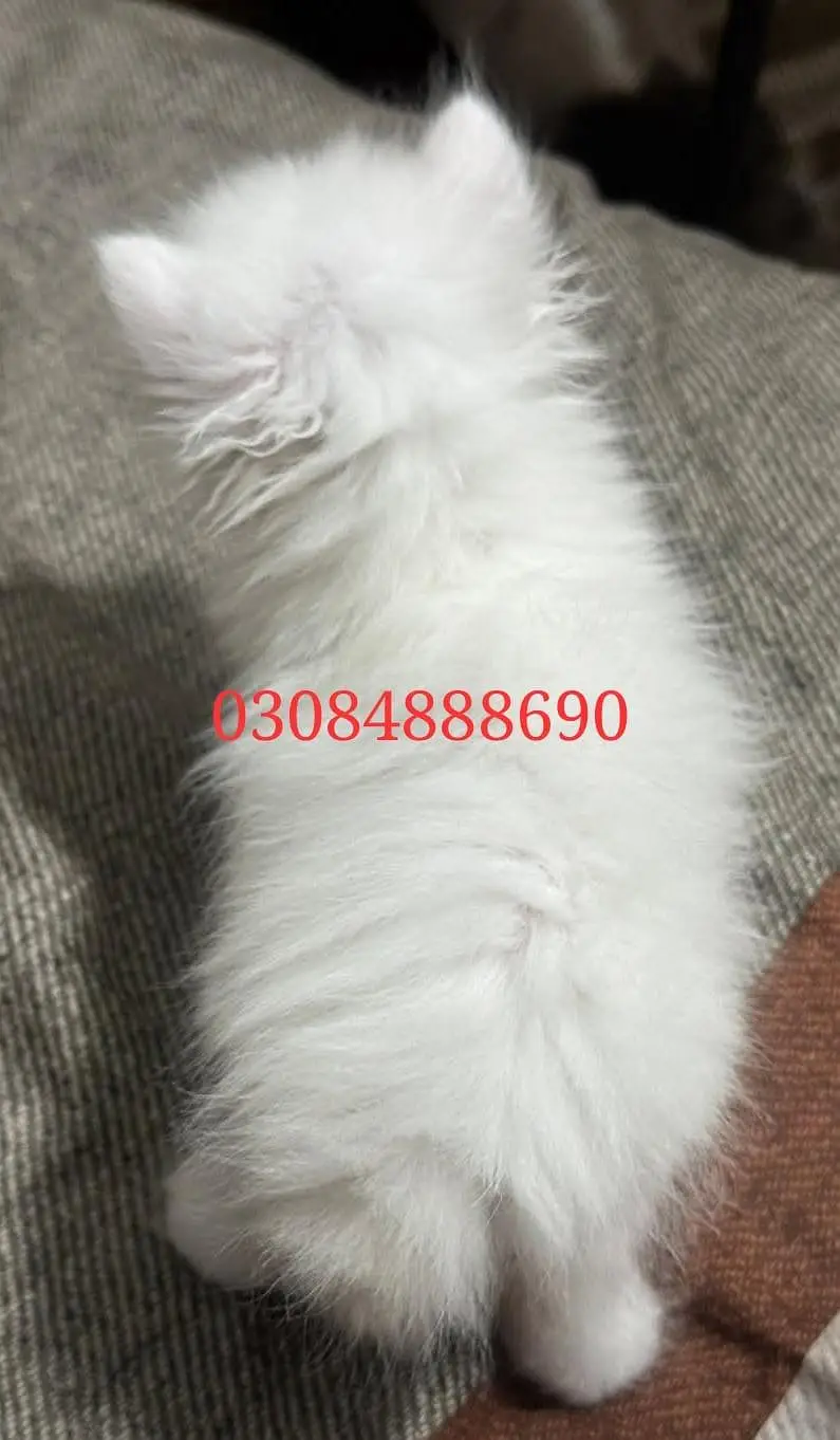 Persion triple court Blue eyes punch face kitten(male/female) — photo 2
