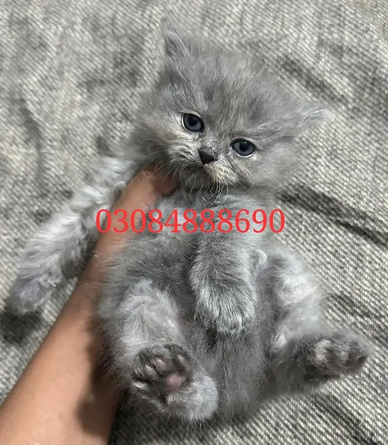 Persion triple court Blue eyes punch face kitten(male/female) — photo 3