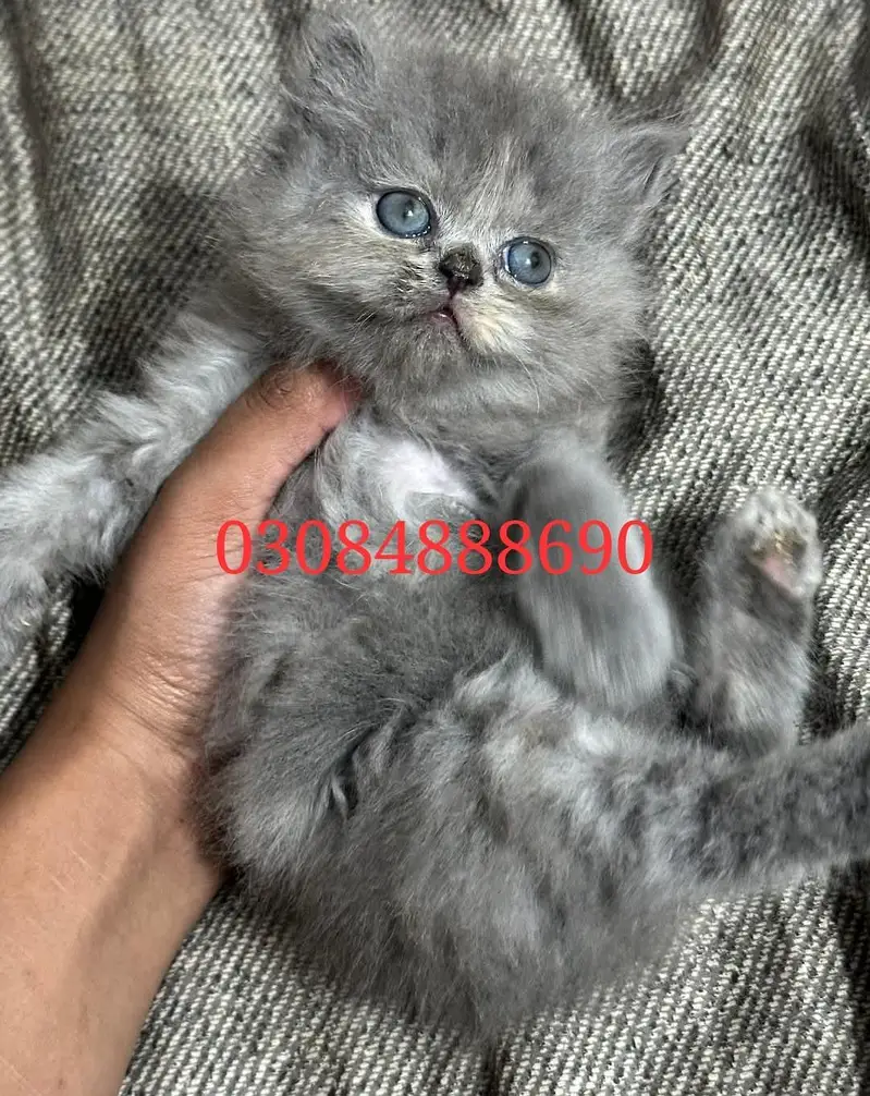 Persion triple court Blue eyes punch face kitten(male/female) — photo 4