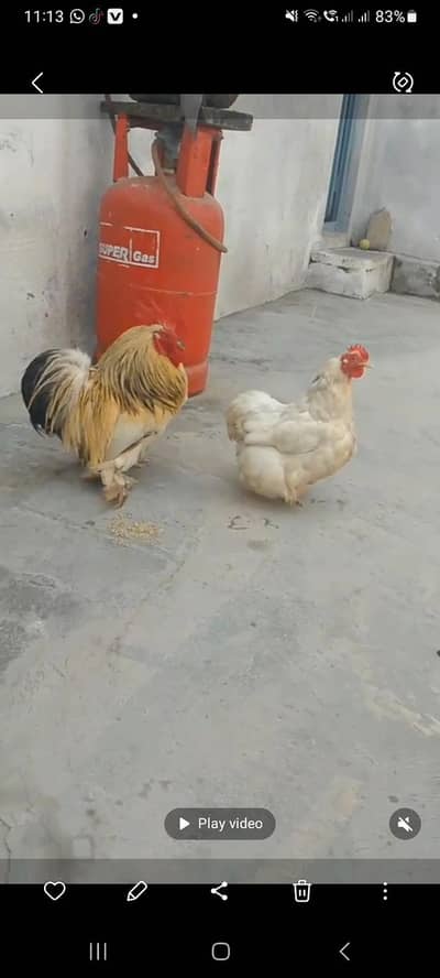 bentom pair