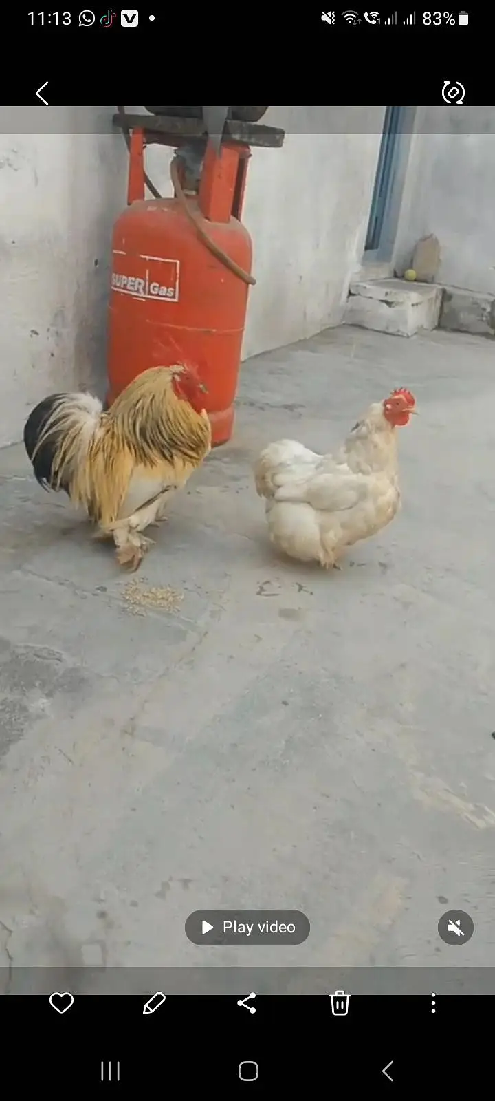 bentom pair