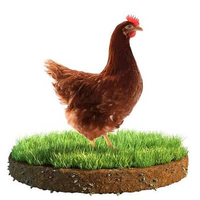 lohman original breed American egg laying