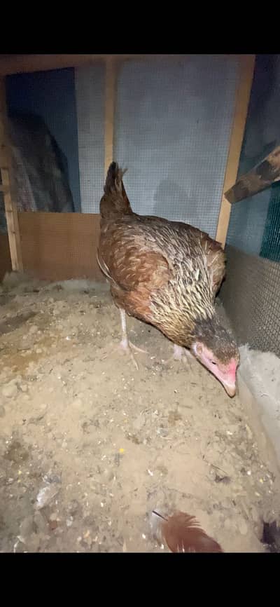 Pure Aseel mianwali murgi with 1 chick 