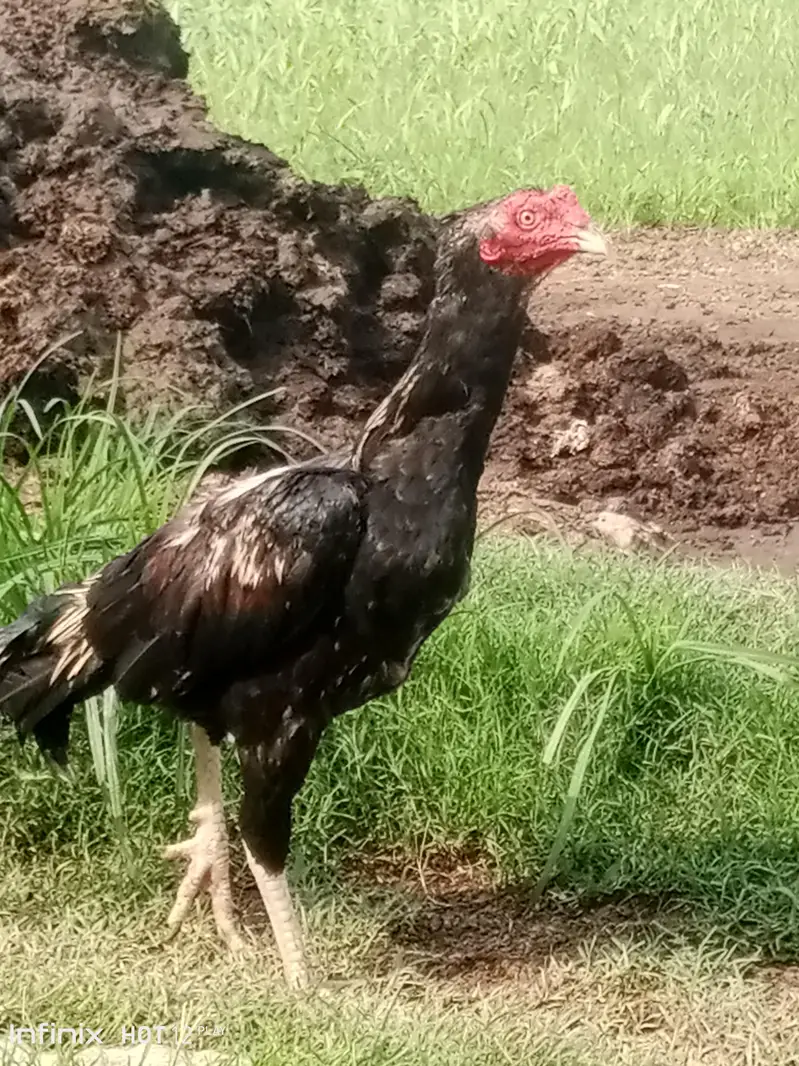 aseel patha — photo 3