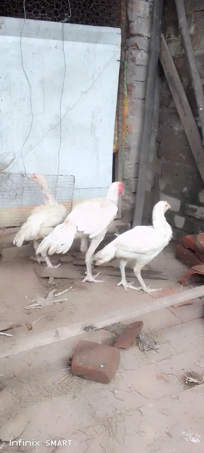 Heera pair trio — photo 2