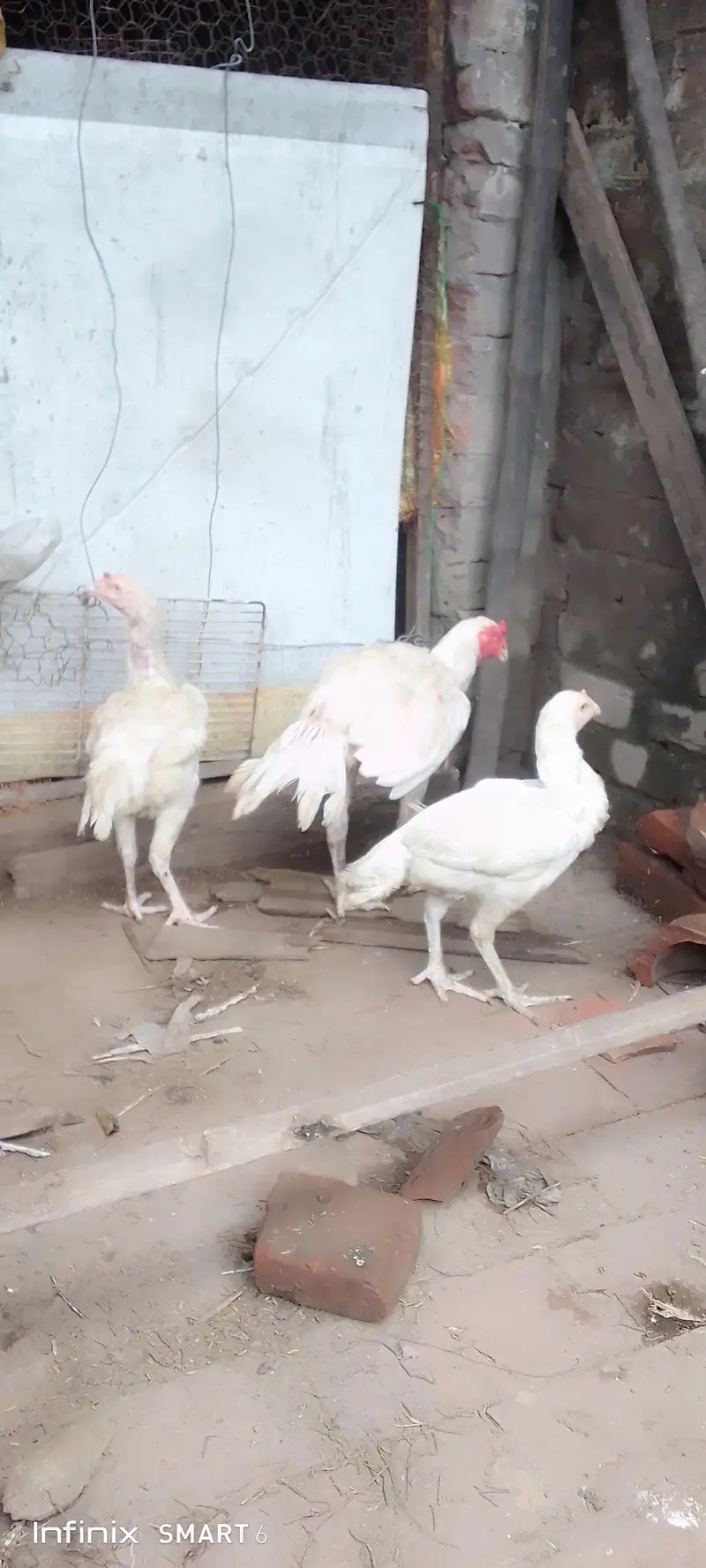 Heera pair trio — photo 3