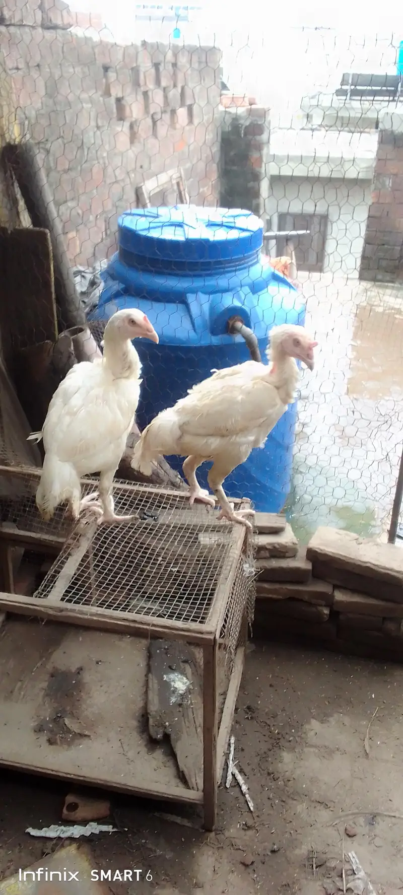 Heera pair trio — photo 4