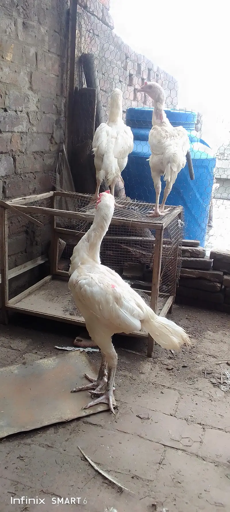 Heera pair trio — photo 5