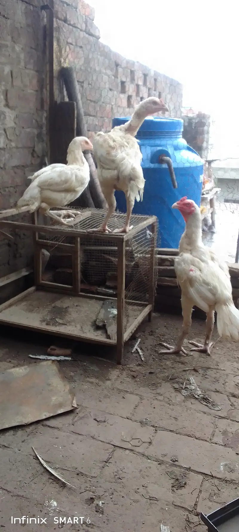 Heera pair trio — photo 6