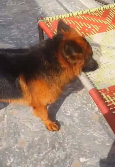 German Shepherd Male Dog For Sale _ 03288110750
