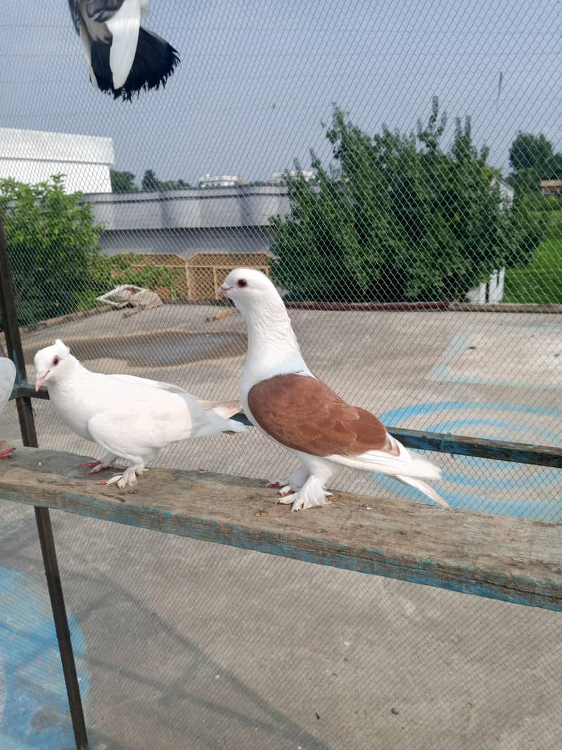Fancy pigeon 1