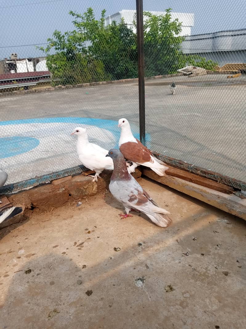 Fancy pigeon 2