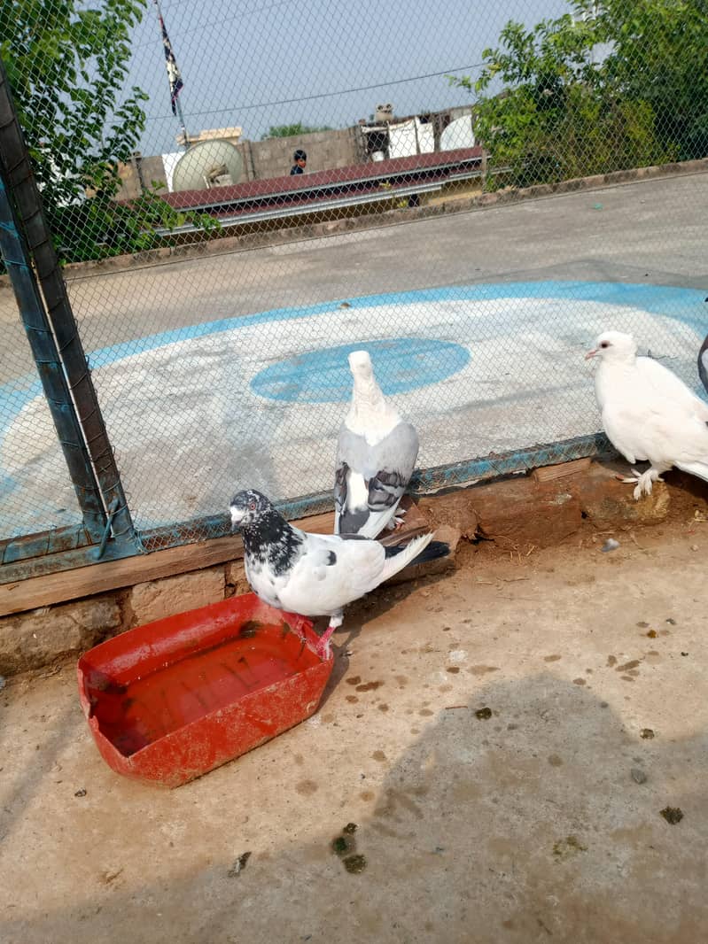 Fancy pigeon 3