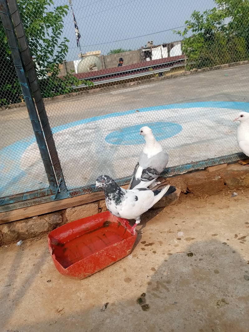 Fancy pigeon 4