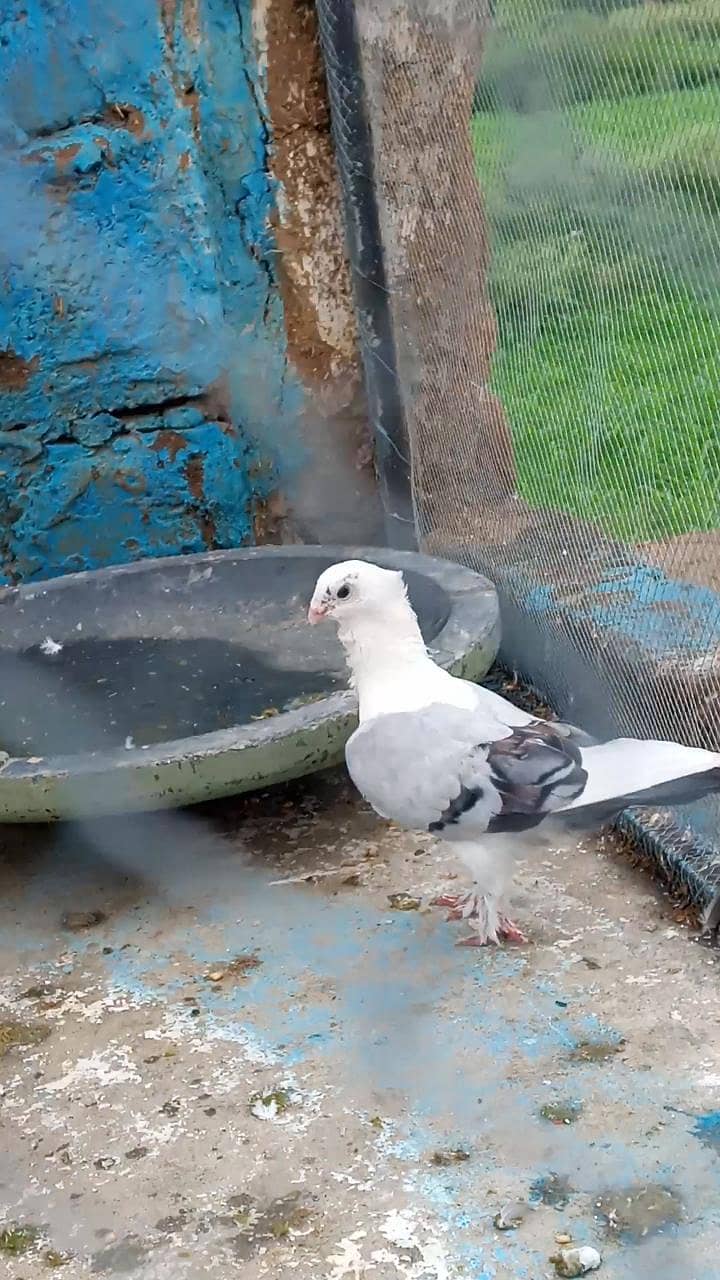 Fancy pigeon 5
