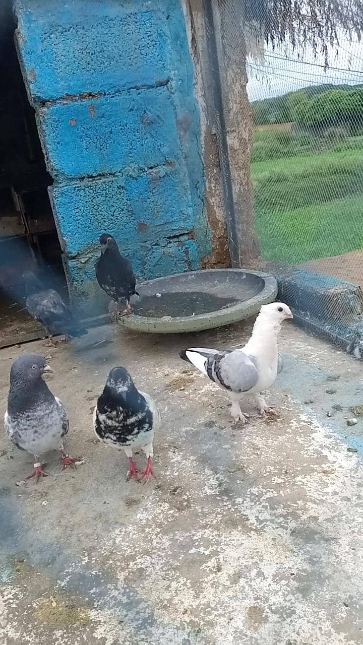 Fancy pigeon 6