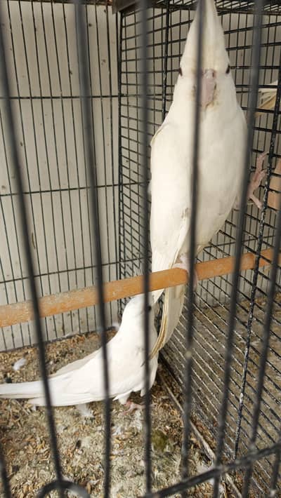breeding cocktail pairs