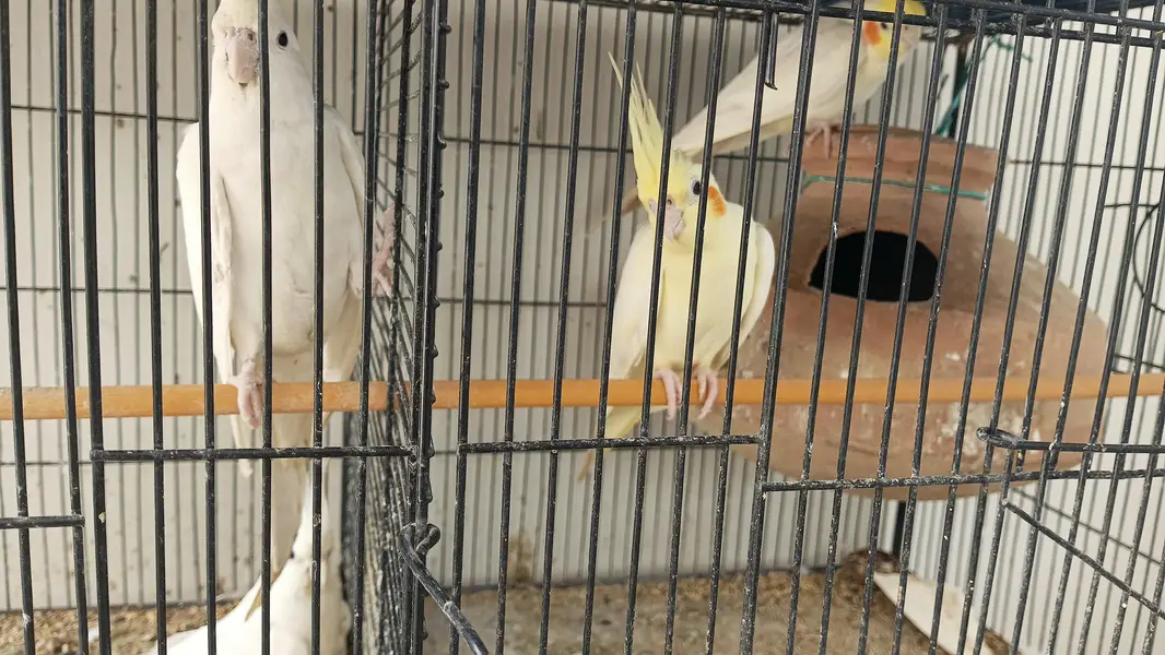 breeding cocktail pairs — photo 2