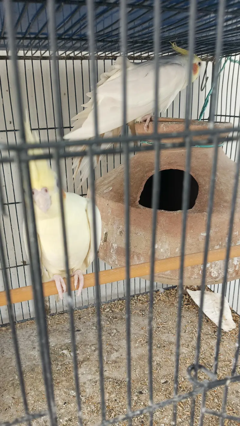 breeding cocktail pairs — photo 3