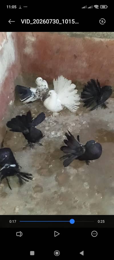 Pure American & Lucky Pigeons Pair – Top Quality & Active