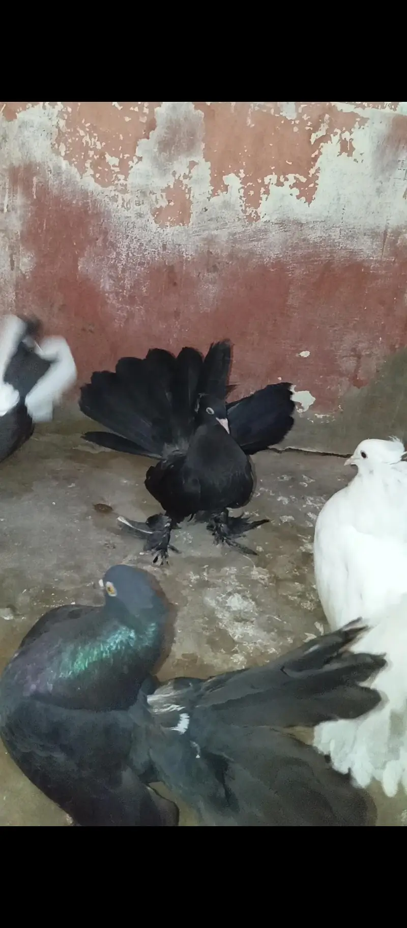 Pure American & Lucky Pigeons Pair – Top Quality & Active — photo 2