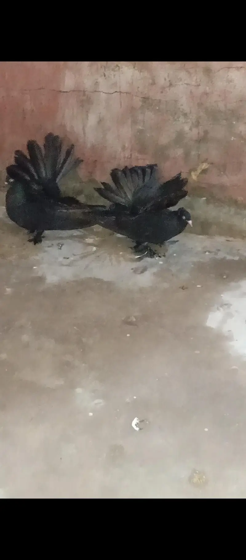 Pure American & Lucky Pigeons Pair – Top Quality & Active — photo 3