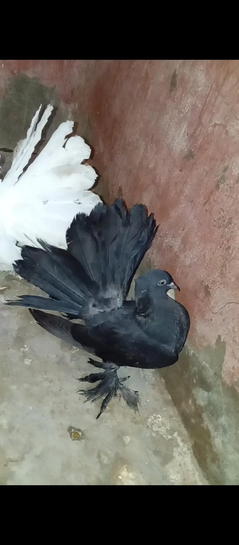 Pure American & Lucky Pigeons Pair – Top Quality & Active — photo 4