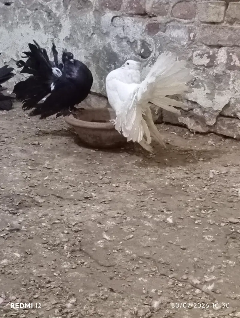 Pure American & Lucky Pigeons Pair – Top Quality & Active — photo 5