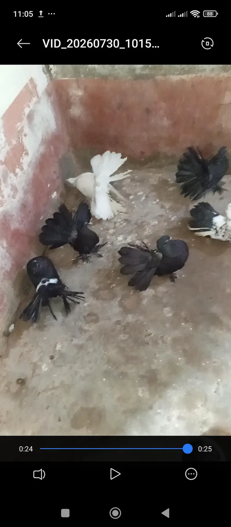 Pure American & Lucky Pigeons Pair – Top Quality & Active — photo 6