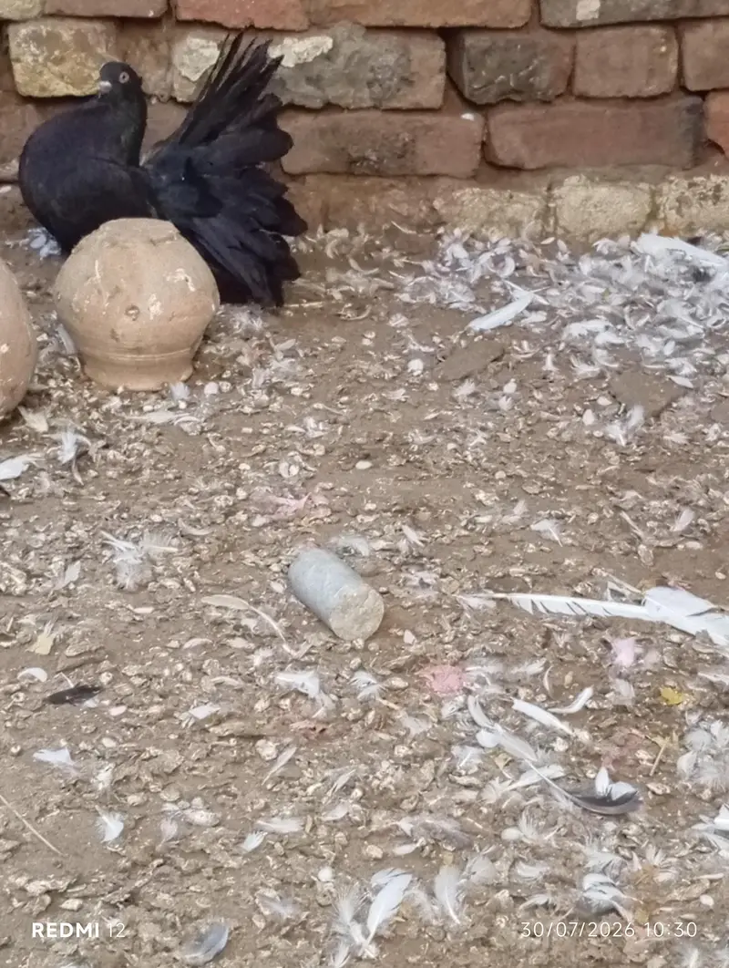 Pure American & Lucky Pigeons Pair – Top Quality & Active — photo 7