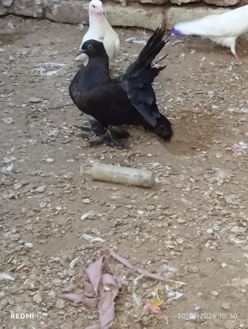 Pure American & Lucky Pigeons Pair – Top Quality & Active — photo 10