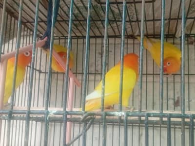 4 pairs of breeding love bird