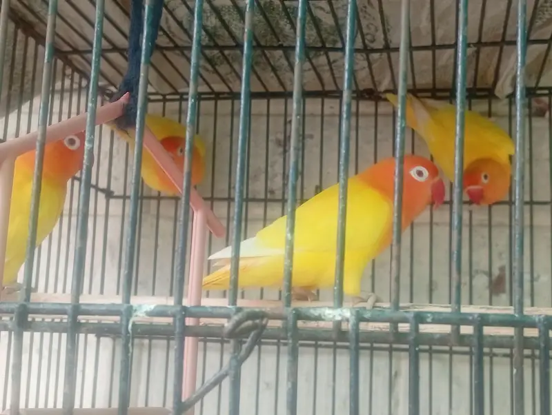 4 pairs of breeding love bird — photo 2