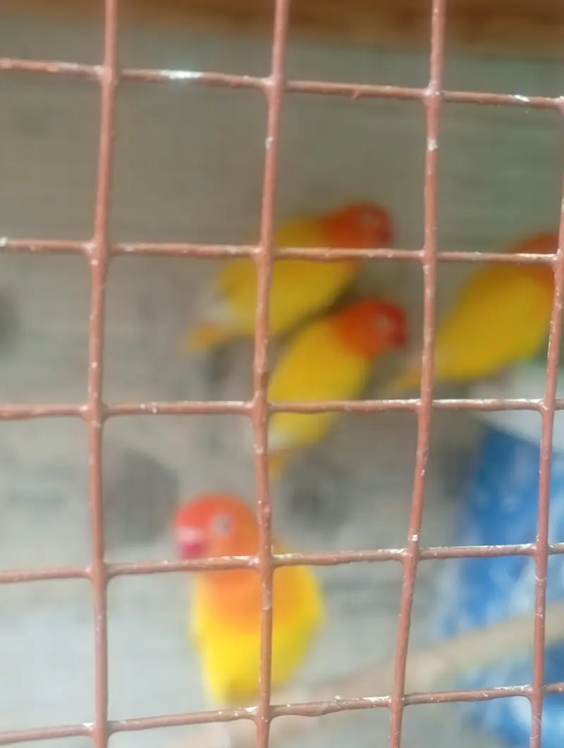 4 pairs of breeding love bird — photo 3