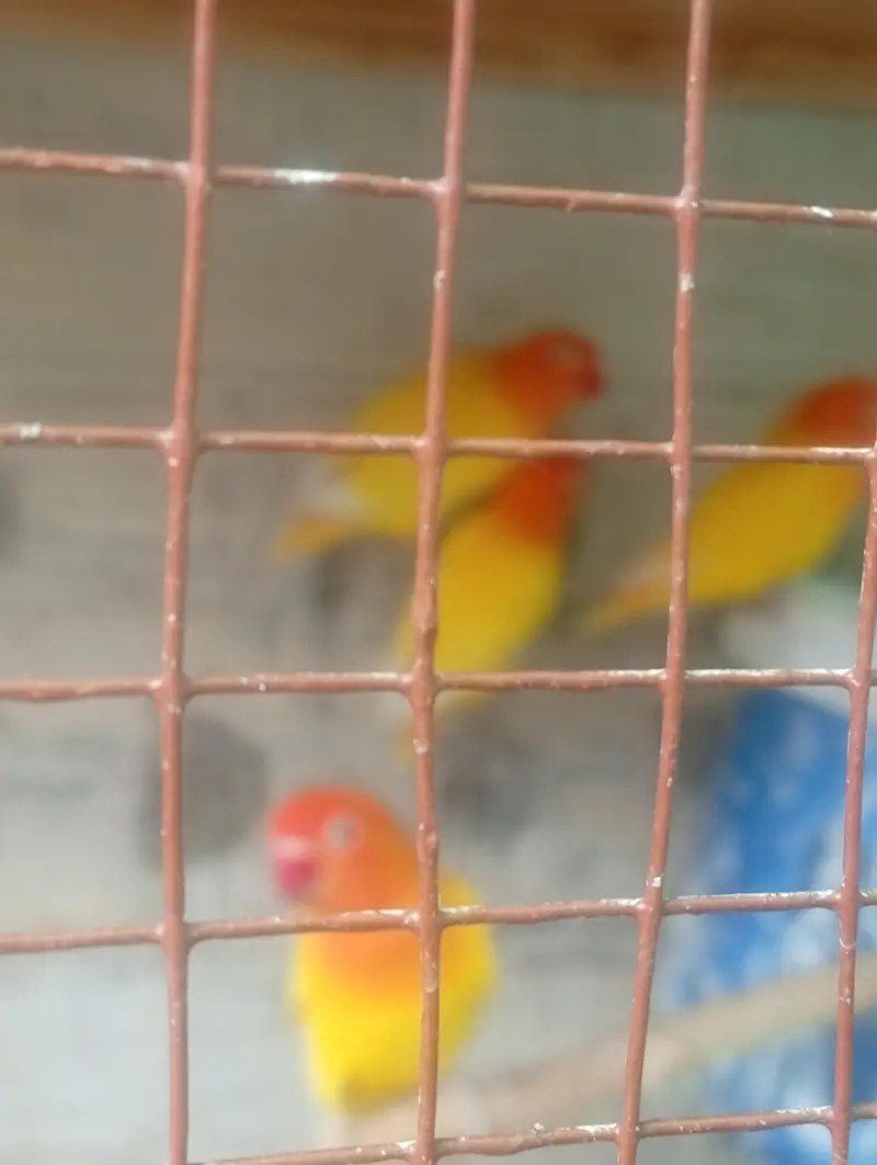 4 pairs of breeding love bird — photo 4