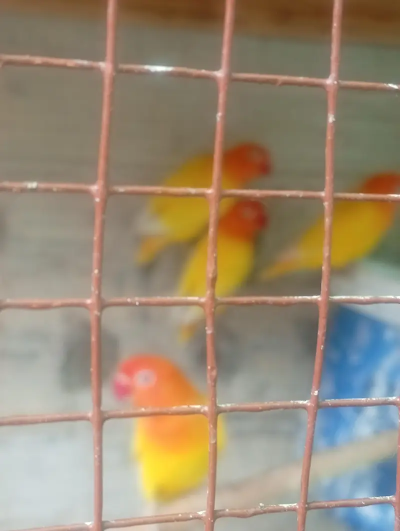 4 pairs of breeding love bird — photo 5