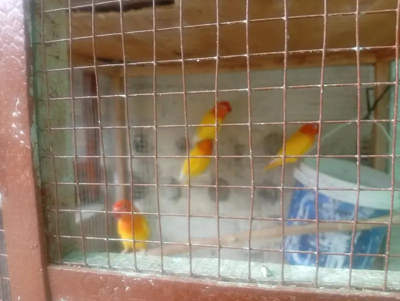 4 pairs of breeding love bird — photo 6